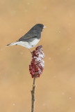 Junco ardois (Dark-eyed)