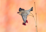 Jaseur boral (Bohemian Waxwing)