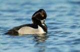Fuligule a collier (Ring-necked Duck)