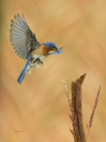 Merlebleu de l est ( Eastern Blue bird) 