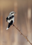 Northern Shrike ( Pie-griche grise )