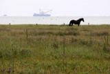 Waddensea horse