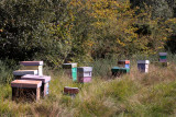 Beehives