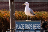 Liberty Island gull