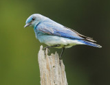 Mountain Bluebird, male