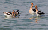 American Avocets, post-mating dance and courting pair