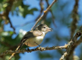 Warbling Vireo, singing male