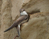 Bank Swallow