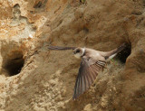 Bank Swallow, flying