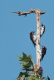 Acorn Woodpeckers