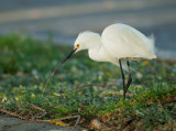 Snowy Egret, gathering nesting material