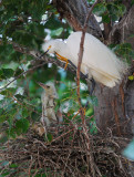 Snowy Egrets, adult with nestling