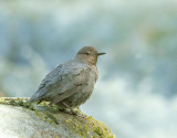 American Dipper