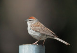 Chipping Sparrow