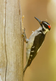 Hairy Woodpecker, male excavating
