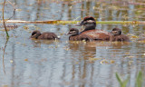 Ruddy Ducks, female with chicks