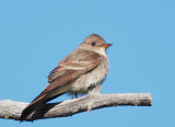 Western Wood-Pewee