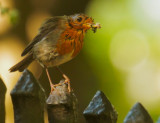 European Robin, carrying food to nest