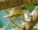 Goldcrest, juvenile