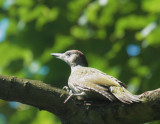 Green Woodpecker