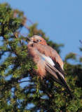 Eurasian Jay