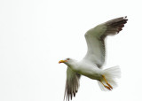 Lesser Black-backed Gull