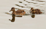 Mallards, female with two ducklings