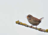 Eurasian Wren, singing male