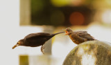 Eurasian Blackbirds, adult male leaving with item