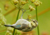 Blue Tit, juvenile