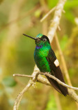 Buff-winged Star-Frontlet, male