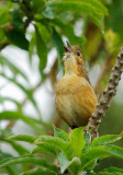 Tawny Antpitta