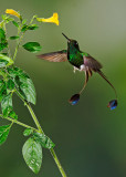 Booted Racket-tail, male