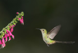 Black-tailed Trainbearer, female