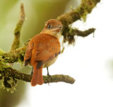 One-colored Becard, female