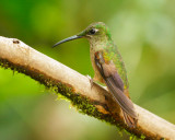 Fawn-breasted Brilliant, female