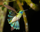 Green Violetear