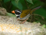 Orange-billed Sparrow