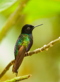 Velvet-purple Coronet