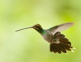 White-whiskered Hermit, male