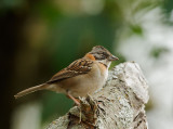 Rufous-collared Sparrow