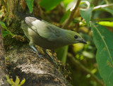 Palm Tanager