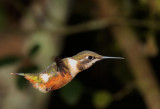 Purple-throated Woodstar, female