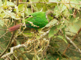 Maroon-tailed Parakeet