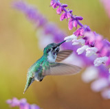 Costas Hummingbird, sub-adult male