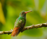 Rufous-tailed Hummingbird