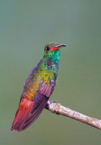 Rufous-tailed Hummingbird