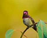 Annas Hummingbird, male