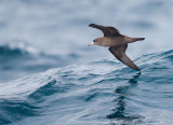 Flesh-footed Shearwater