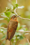 Shining Sunbeam, female